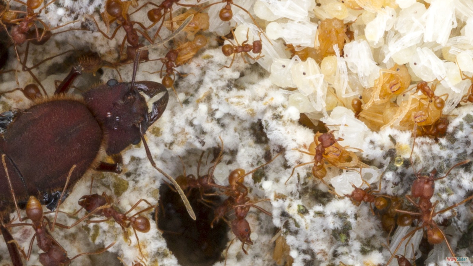 Texas leafcutter ant colony. Photo by Alex Wild